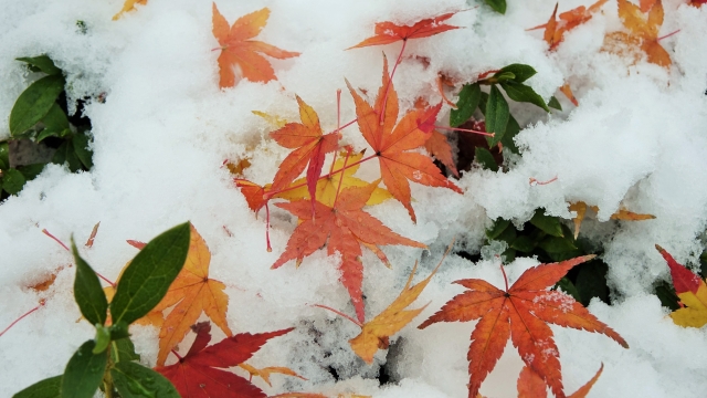 白鳥公園のもみじと雪